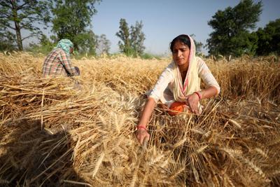India offered to help fix the global food crisis. Here's why it backtracked
