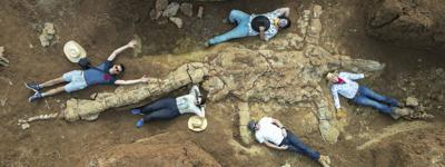 100 million-year-old plesiosaur skeleton discovery 'could hold the key' to prehistoric research