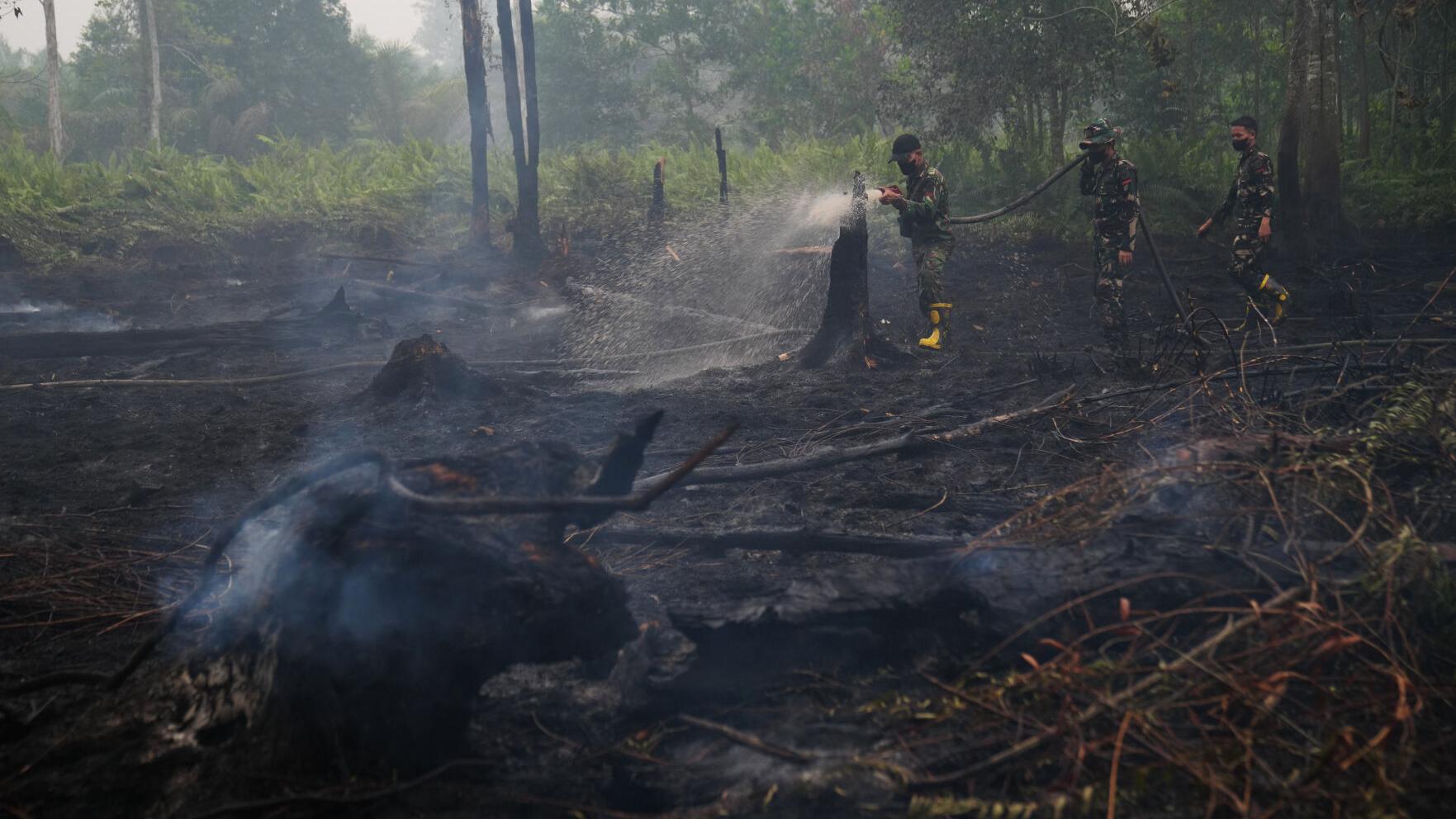 Climate El Nino Peatlands