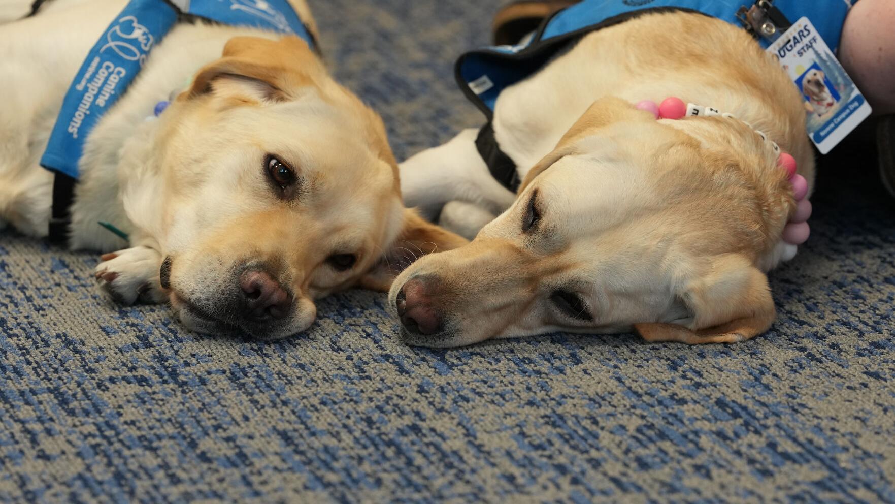 Trauma Dogs School Shooting