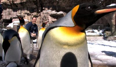 King Penguin Zoo